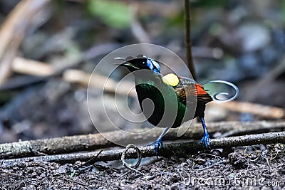 Wilson's bird-of-paradise or Diphyllodes respublica seen in Waigeo in West Papua Stock Photo