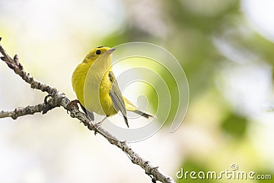 Wilson`s warbler bird Stock Photo
