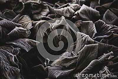 Wilted an freeze lily leaf covered in cold ice frost Stock Photo