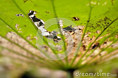 Wilted leaf of lotus plant in nature Stock Photo