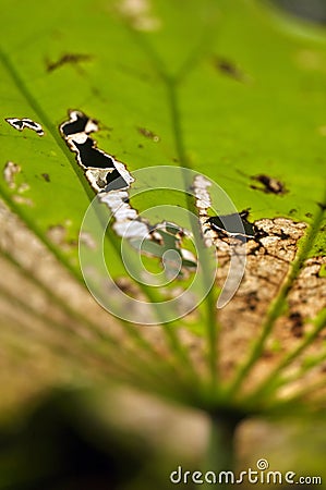 Wilted leaf of lotus plant in nature Stock Photo