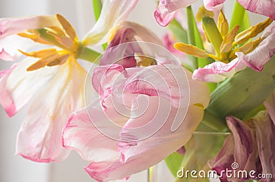Wilted pink tulips Stock Photo