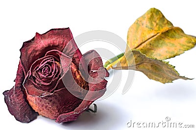 Wilted red rose Stock Photo