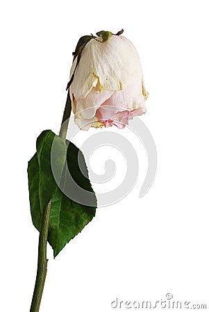 Wilted rose of pale pink color with one leaf Stock Photo