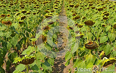 A wilted sunflower field Stock Photo