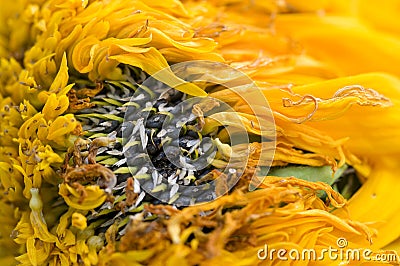 Wilted sunflower petals Stock Photo