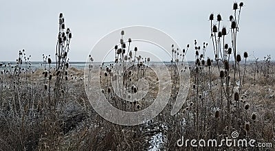 Wilted thistle in a frozen field Stock Photo