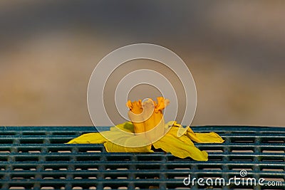 Wilted yellow flower of a daffodil on a green metal grid Stock Photo