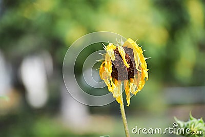 Wilted yellow flower Stock Photo