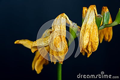 Wilted yellow freesia on black background Stock Photo