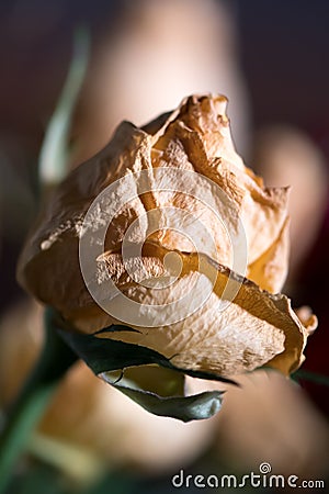 Wilted yellow rose flowers. Faded dry flower Stock Photo