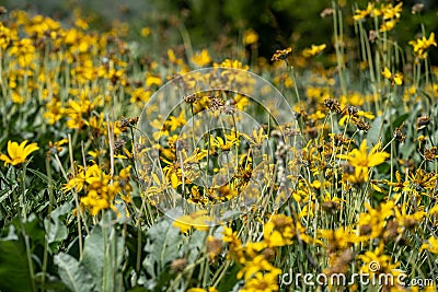 Wilting, dying Arrowleaf Balsamroot yellow daisy wildflowers, in Grand Teton National Park Wyoming Stock Photo