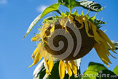 Wilting, dying sunflower in a field on a sunny day, concept for end of summer Stock Photo