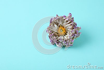 Wilting flower against blue background. Wilted dahlia close up. Stock Photo