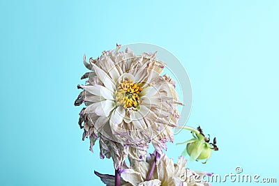 Wilting flower against blue background. Wilted dahlia close up. Stock Photo