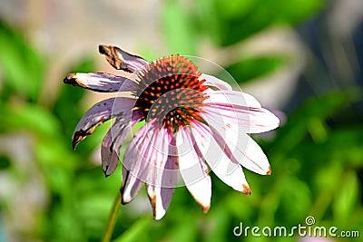 Wilting Flower Stock Photo