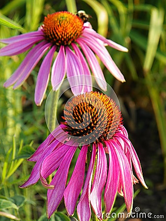 Wilting purple Echinacea flowers attract pollinators Stock Photo