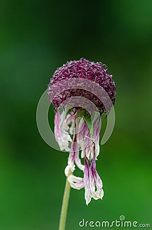 Like a tattered dress, the petals of a spent flower hang limp and then fall. Stock Photo