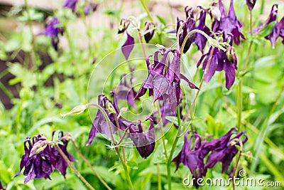 Wilting Purple Iris Flowers Stock Photo