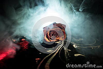 A wilting rose signifies lost love, divorce, or a bad relationship, dead rose on dark background with smoke Stock Photo