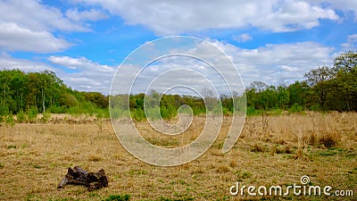 Wimbledon Common-Log Stock Photo