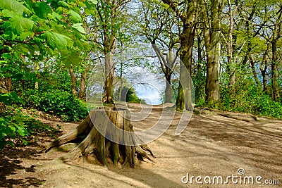 Wimbledon Common-Trunk Stock Photo