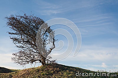 Wind bent tree on a green hill Stock Photo