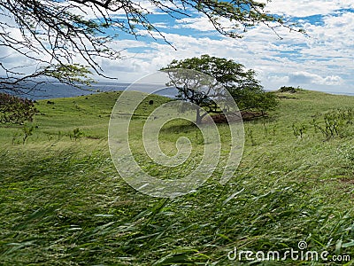 Wind blowing hard Stock Photo