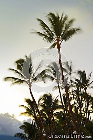 Wind blowing palm trees Stock Photo