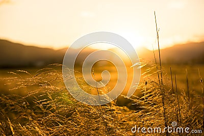 Crop field at golden hour Stock Photo