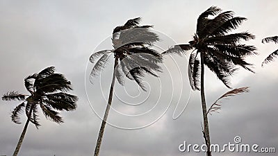 Wind blown palm trees Stock Photo