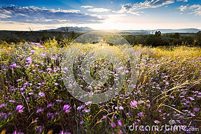 Wind-Blown Purple Asters at Sunset in Northern New Mexico Stock Photo