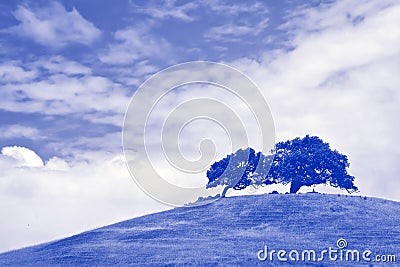 Wind blown tree atop large grassy hill in Sonoma. Stock Photo