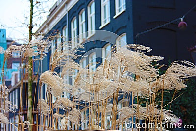The wind blows on dry grass and wheat in front of a Dutch blue building Stock Photo