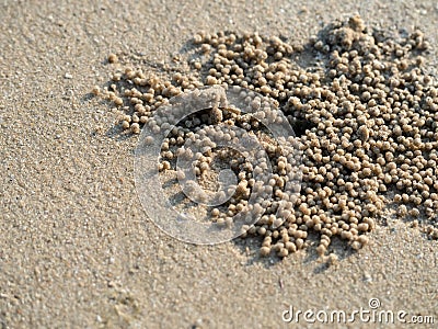 Wind crabs are coming out of the hole, which is their habitat on the beach Stock Photo