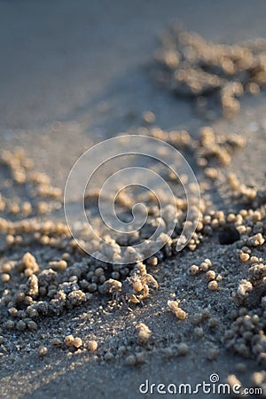 Wind crabs are coming out of the hole Stock Photo