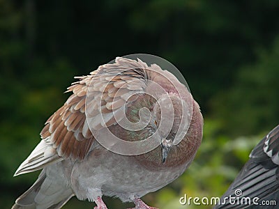 The wind does not like it Stock Photo