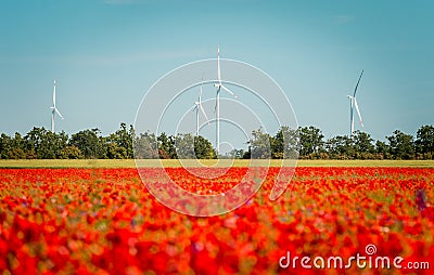 Wind farm in red poppies field. Wind generators turbines. Renewable energies and sustainable resources. People and Stock Photo