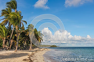 Wind and palm trees on the Catalonia Bavaro beach in the Dominican Republic Stock Photo