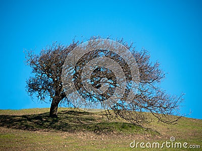 Wind shaping tree Stock Photo