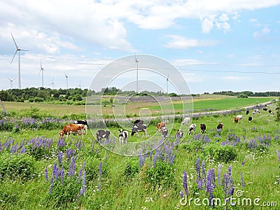 Wind turbine, cow and lupine flowers Stock Photo