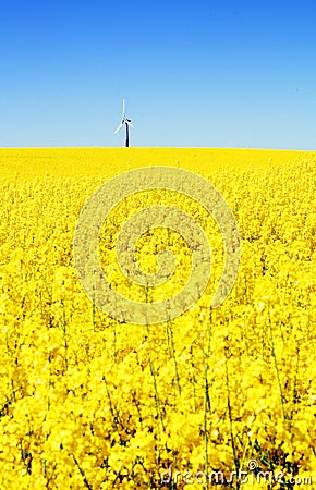 Wind turbine rapeseed field Stock Photo