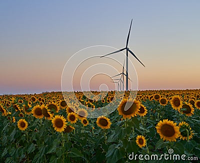 Wind turbines stand in a field of sunflowers, green energy Stock Photo