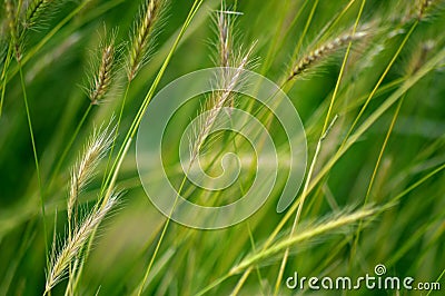 Windblown Barley Stock Photo