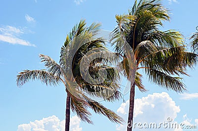 Windblown royal palm trees Stock Photo