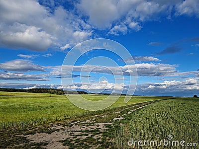 windbreak in the middle of a plot with sugar beet in endless field rows. Stock Photo