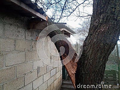 A windbroken apricot tree fell on shed and broke the roof Stock Photo