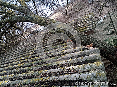 A windbroken apricot tree fell on shed and broke the roof Stock Photo