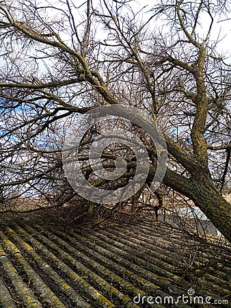 A windbroken apricot tree fell on shed and broke the roof Stock Photo