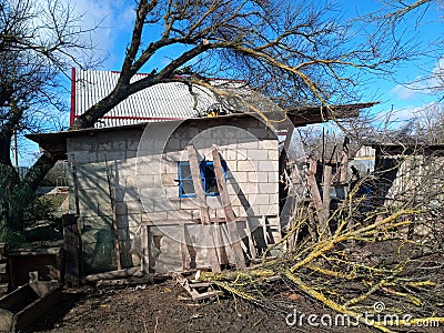 A windbroken apricot tree fell on shed and broke the roof Stock Photo